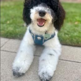 Archie - Poodle