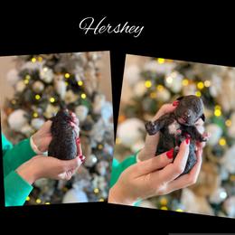 Hershey - Chocolate male Goldendoodle puppy in Gilbert, Arizona from Sunny Doodles