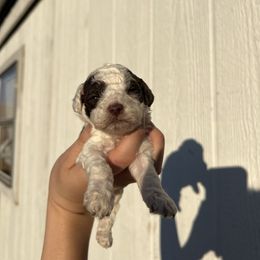 Arlo - Brown male Poodle puppy in Nashville, Arkansas from Cuddles n Curls