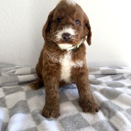 Boy 1 - Red male Irish Doodle puppy in Bloomfield, Iowa from Schooley Doodles