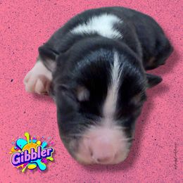 GIBBLER - Black Tri Female - Black tri-color female Australian Shepherd puppy in Gainesville, Texas from Lady Luck Aussies