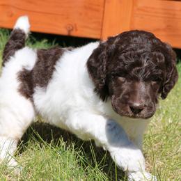 Dot - Parti female Poodle puppy in Ephrata, Washington from NCR Ranch