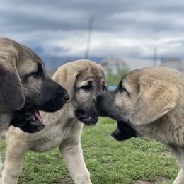 Anatolian Shepherd Dog Puppies from Wild Rooster Family Farm – AKC Anatolian Shepherd Breeder, OFA Health Tested