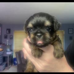 Brussels Griffon Puppies from Shelly's Brussels Griffons