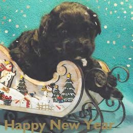 Portuguese Water Dogs from Ruff-Wave(reg.) Portuguese Water Dogs