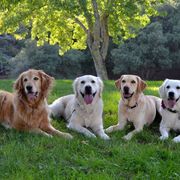 Golden Retrievers and Working Dog Crosses from Level Up Retrievers