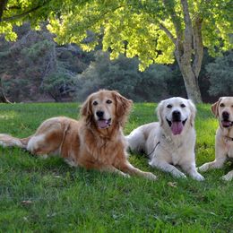 Golden Retrievers and Working Dog Crosses from Level Up Retrievers