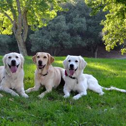Golden Retrievers and Working Dog Crosses from Level Up Retrievers