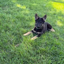 Banjo, Green Collar Male - Black and tan male German Shepherd puppy in Milan, Illinois from Stonewick German Shepherds