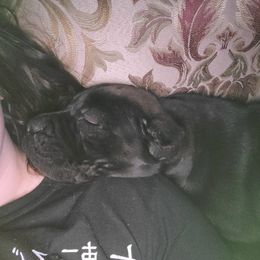 Cane Corso Puppies from Good Life Canine