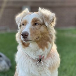 Phoenix - Australian Shepherd