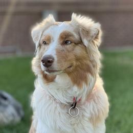 Phoenix - Australian Shepherd