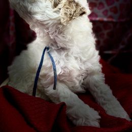 Poodle Puppies from Debi Griego