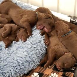 Chesapeake Bay Retriever Puppies from Shore Acres Chesapeakes