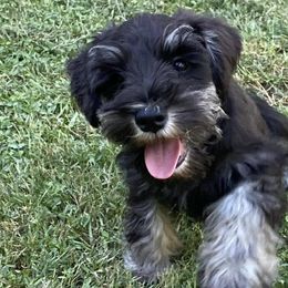 Miniature Schnauzers from Ali’s Black Diamond Miniature Schnauzers