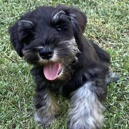 Miniature Schnauzers from Ali’s Black Diamond Miniature Schnauzers
