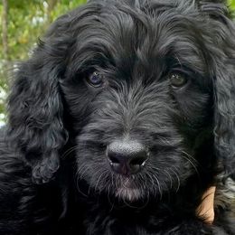 Bernedoodles from Kendall Powers' Bernedoodles