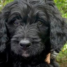 Bernedoodles from Kendall Powers' Bernedoodles