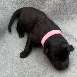 Girl 1 - Black and tan female German Shepherd puppy in Sharon Grove, Kentucky from Julie’s Shepherds