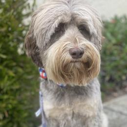 Monkey - Australian Labradoodle