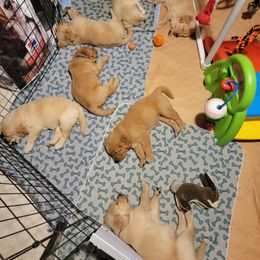 Golden Retriever Puppies from JK Goldens