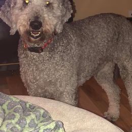 Goldendoodle All Grown Up from Simply Doodles LLC