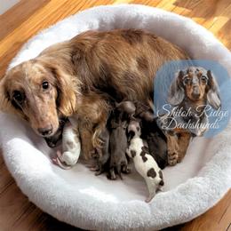 Sloan - Dachshund