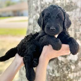 Cookie- Purple Collar - Black female Goldendoodle puppy in Bay City, Texas from Charming Doods Goldendoodles