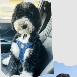 Blue - Bernedoodle