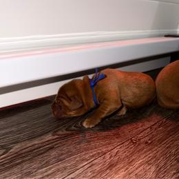 Boy 6 - Yellow male Labrador Retriever puppy in Burton, Michigan from Sunbrooke Acres