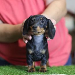 Penny - Black and tan female Dachshund puppy in Lancaster, California from Avignon