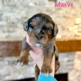 Maeve - Merle female Bernedoodle puppy in Midland, Michigan from Northern Charm Farm