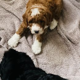Goldendoodle Puppies from Labradoodleday