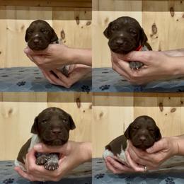 Boy 6 - White and liver male German Shorthaired Pointer puppy in Payneville, Kentucky from Roan Point Kennel