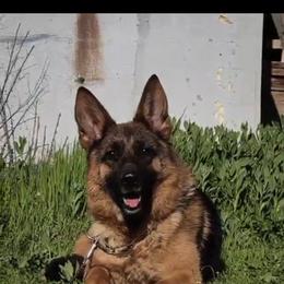 Mystic - German Shepherd