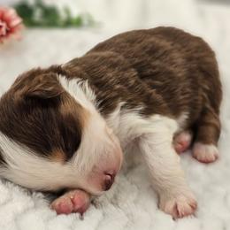 Rhett - Red tri-color male Australian Shepherd puppy in Mountain Grove, Missouri from K Bar H Farms