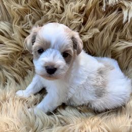 Girl 1 - Wheaten female Miniature Schnauzer puppy in Silsbee, Texas from My Little Schnauzer Pals