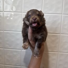 Jack Skeleton - Chocolate and tan male Pomeranian puppy in Saint Ignatius, Montana from Pomeranians Montana