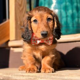 Bourbon - Red male Dachshund puppy in Duncanville, Alabama from Bear Creek