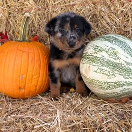 Lavender - Harlequin female Beauceron puppy in Floyd’s Knobs, Indiana from Birdwing Beaucerons