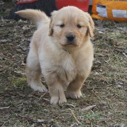 Green - Golden male Golden Retriever puppy in Verona, Wisconsin from Sugar River Goldens