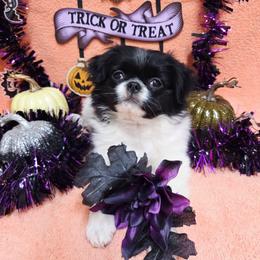 Black Girl - Black and white female Japanese Chin puppy in Tulsa, Oklahoma from Locust Creek Pugs & Japanese Chin's