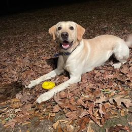 Tebeaux - Labrador Retriever