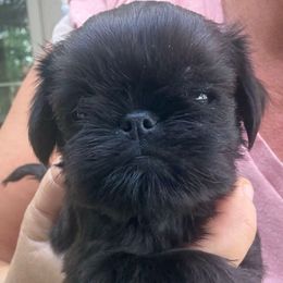 Colby - Black male Brussels Griffon puppy in Brooks, Georgia from Brooks Berner Bears & Brussels Griffons
