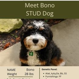 Bono - Bernedoodle