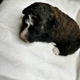 Sable - Sable male Bernedoodle puppy in Holt, Missouri from Mindys Doodles