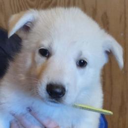 Yellow - White female German Shepherd puppy in Tonopah, Nevada from Mercy's White Shepherds