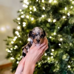 Molly - Blue merle female Aussiedoodle puppy in Sharpsburg, Georgia from Steindoodles