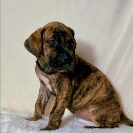 Sirocca - Brindle female Great Dane puppy in Lebanon, Virginia from North Cedar Danes