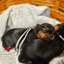 Poodle and Yorkshire Terrier Puppies from York Terrier Treasures